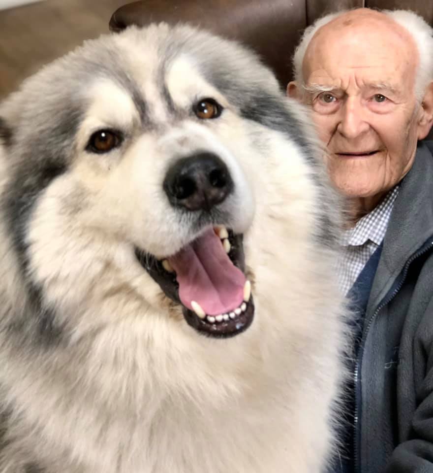 Thunder (The Therapy Huskies Project) with Mr Ashworth