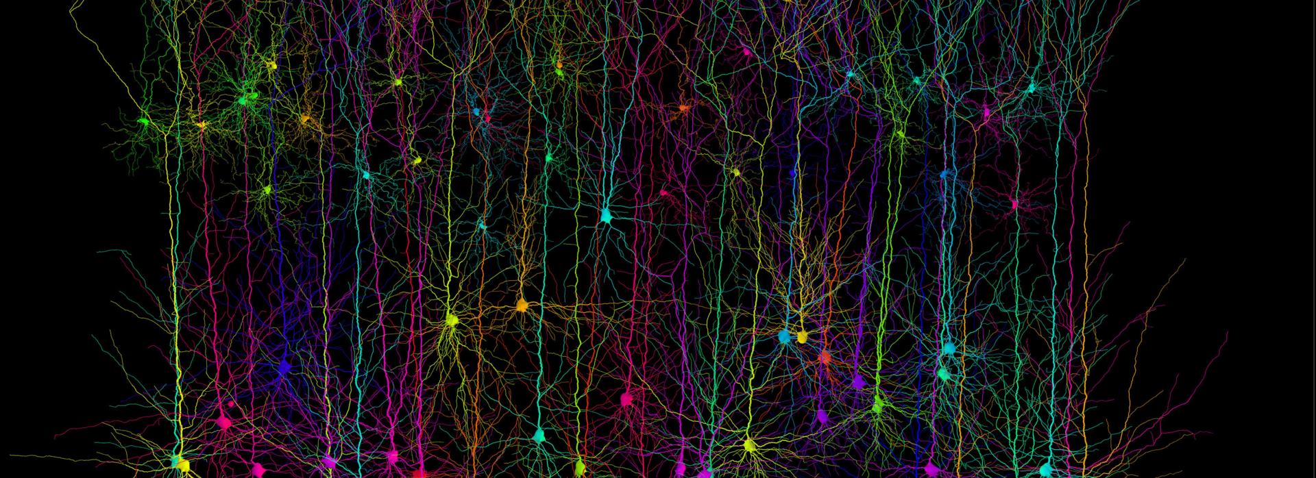 Computer simulated pyramidal neurons. Credit- Dr Hermann Cuntz & Prof. Michael Häusser, UCL. Attribution-NonCommercial 4.0 International (CC BY-NC 4.0).jpg