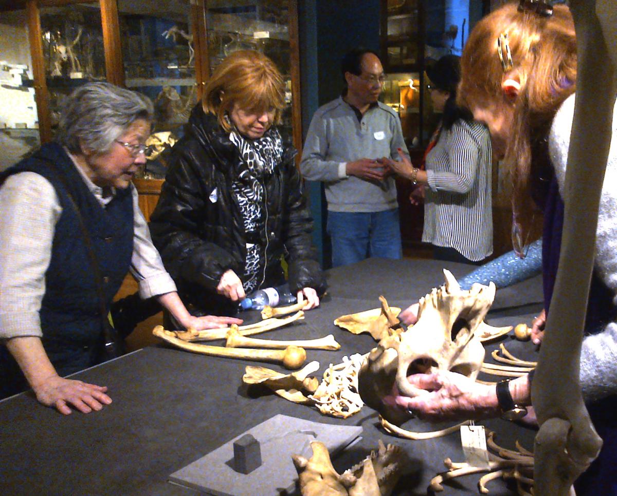 A group of people lean on a table and look at old animal bones being laid out by a museum curator