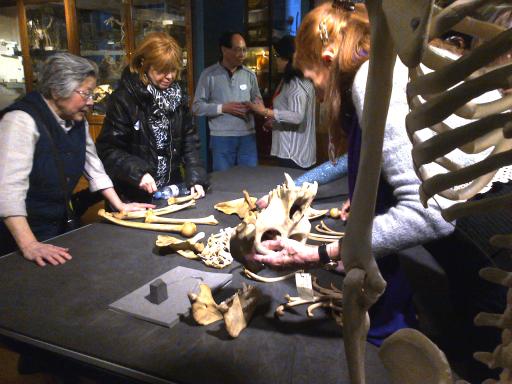 A group of people lean on a table and look at old animal bones being laid out by a museum curator