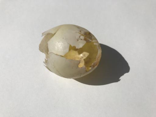 image of an empty and partly broken eggshell