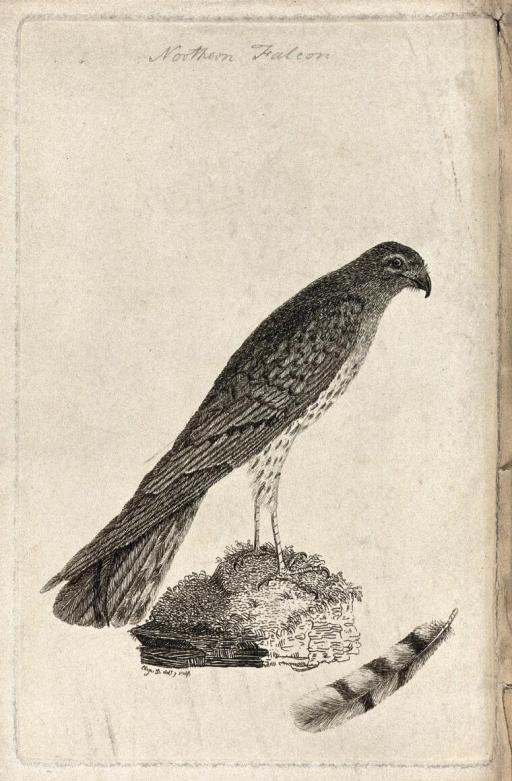 An etching of a falcon or kestrel and one of its tail feathers