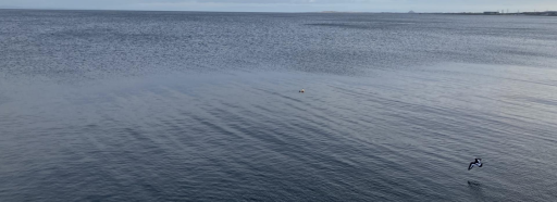 A photograph of the sea with a bird flying just above it