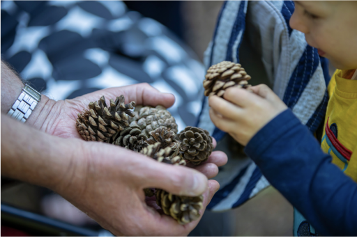 A small child picking up a pine cone out of the hands of an adult